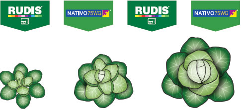 rudis/nativo alternation2