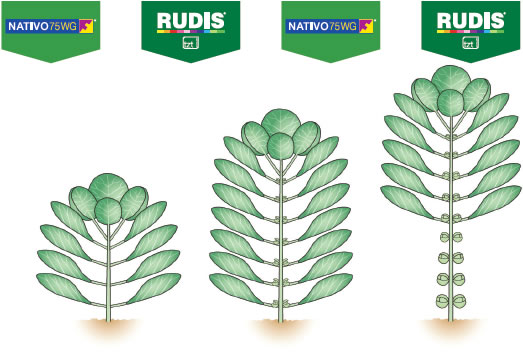 rudis/nativo alternation1