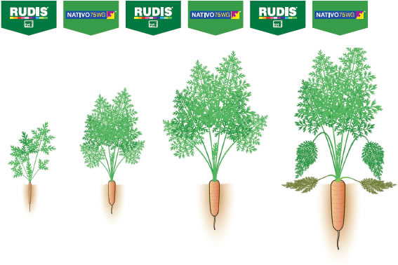 rudis/nativo alternation3