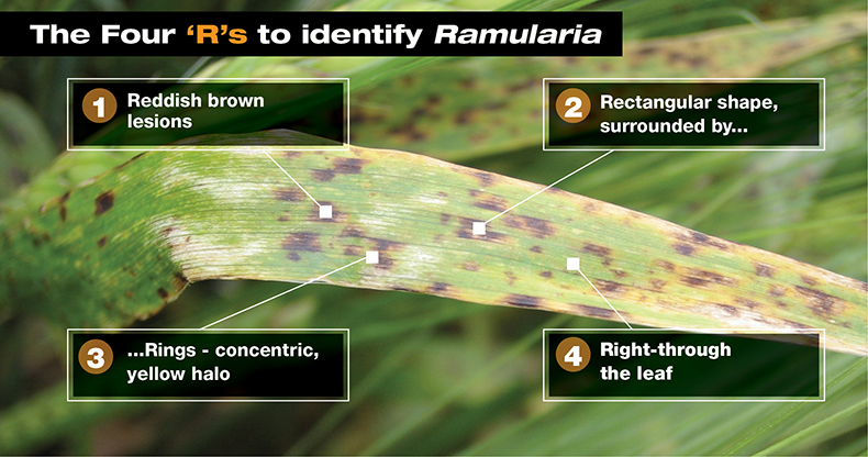The four rs to identify ramularia