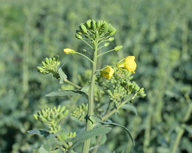 Pollen Beetle map 3 2017
