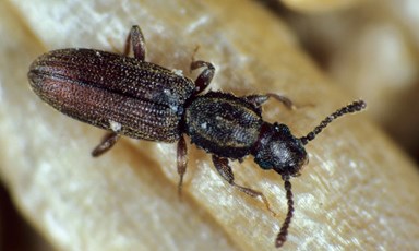 merchant grain beetles