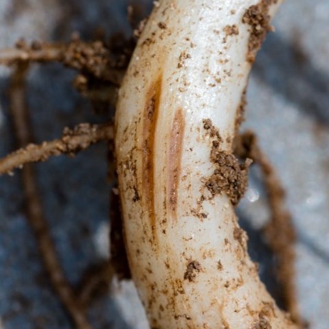 feeding-damage-on-potato-roots-caused-by-root-lesion-nematode