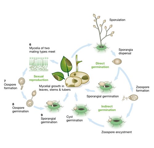 The full life cycle of potato late blight