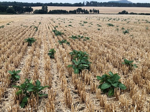 Volunteer potatoes emerging in the post-harvest stubble of the following cereal crop