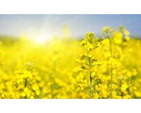 Oilseed Rape