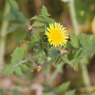 Perennial sowthistle - mature