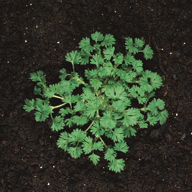 Parsley piert - mature