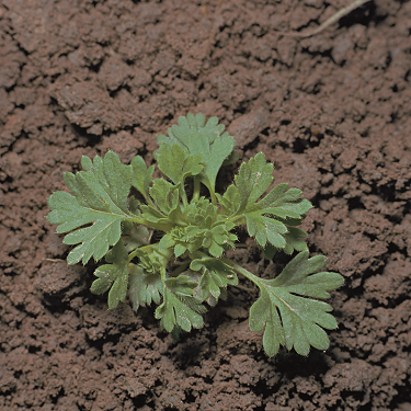Parsley-piert