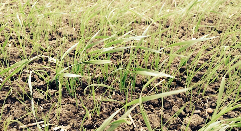 Black-grass ut 2-3 leaves 2