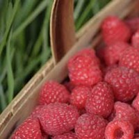 cropscience bayer fungicide raspberries