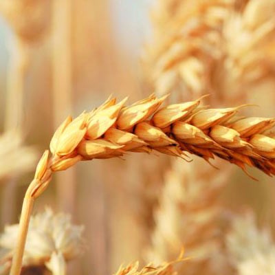 Wheat