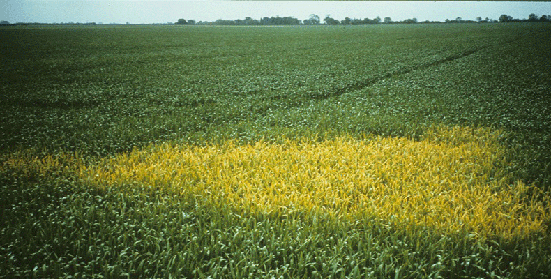 Galmano - Early rust control in wheat