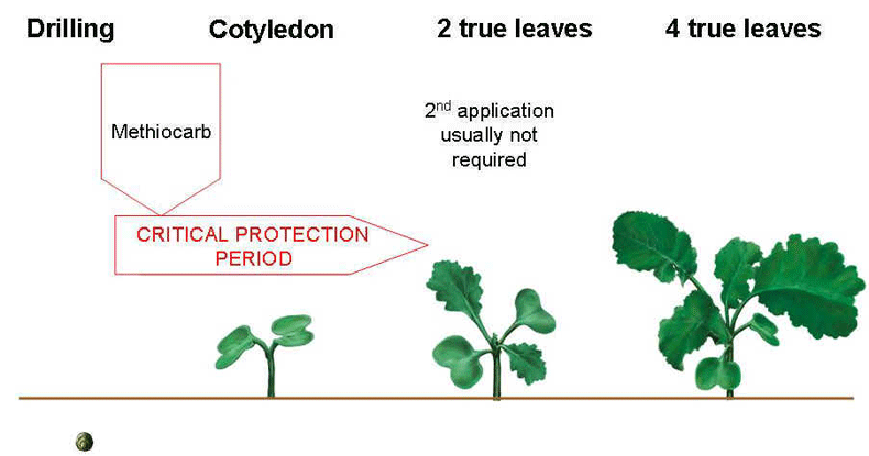 Oilseed rape new best advice
