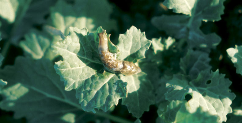 Slug on leaf