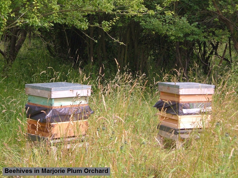1 Beehives in Marjorie Plum Orchard