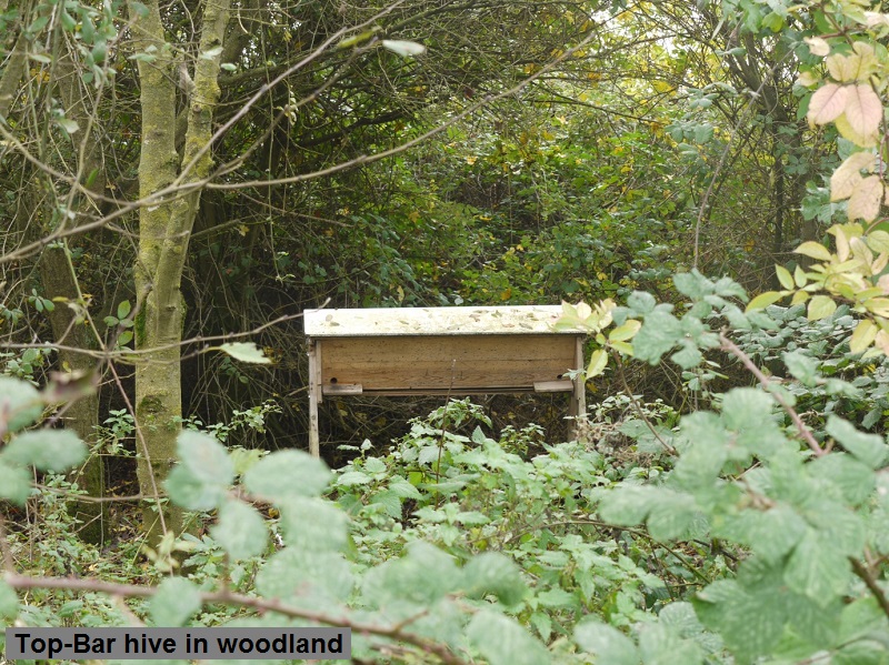 2 Top-Bar hive in woodland