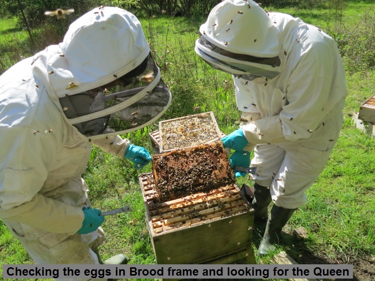 3 Checking the eggs in Brood frame and looking for the Queen