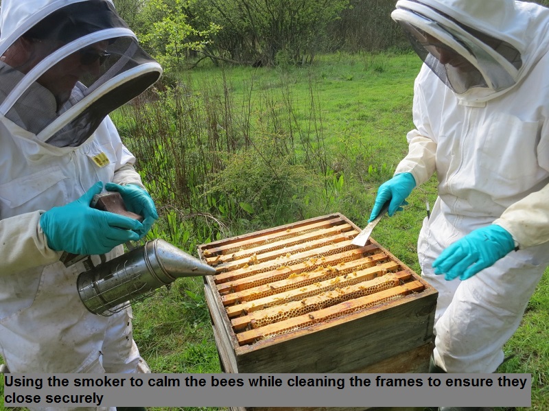 4 Using the smoker to calm the bees while cleaning the frames to ensure they close securely