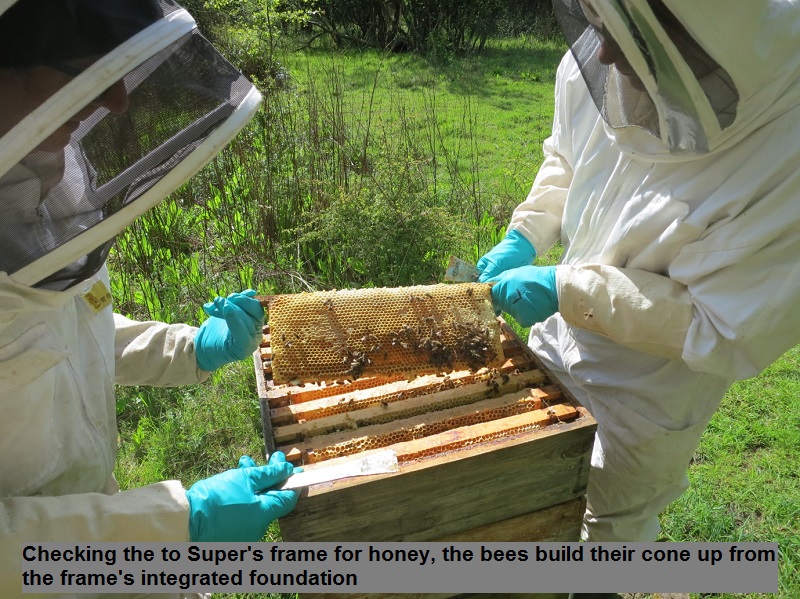 5 Checking the top Super's frame for honey, the bees build their cone up from the frame’s integrated foundation