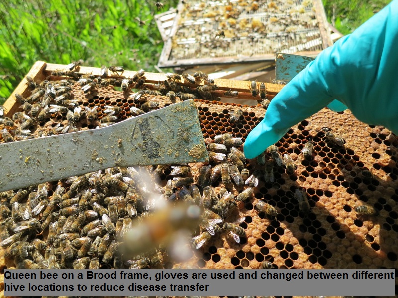 6 Queen bee on a Brood frame, gloves are used and changed between different hive locations to reduce disease transfer