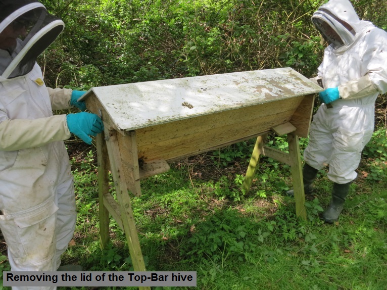 7 Removing the lid of the Top-Bar hive