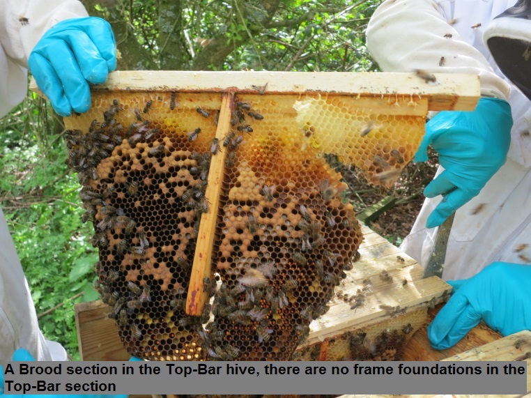 8 A Brood section in the Top-Bar hive, there are no frame foundations in the Top-Bar sections