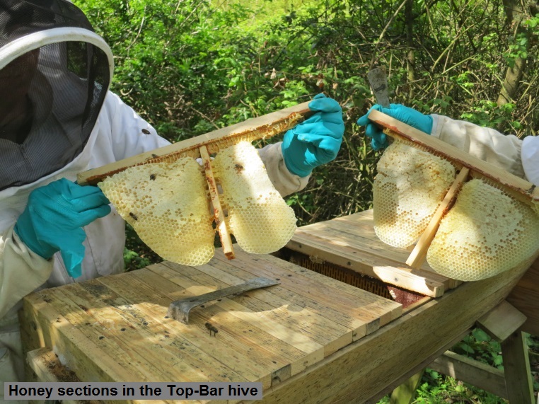 9 Honey sections in the Top-Bar hive