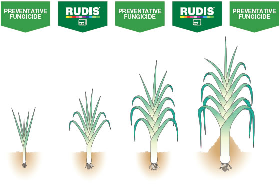 rudis/nativo alternation4