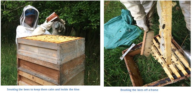 1.Smoking and brushing off the bees