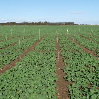 OSR trials
