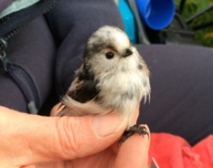Long-tailed tit