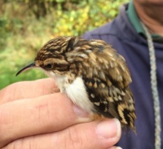 Treecreeper
