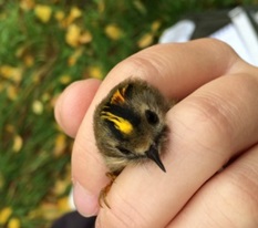 Goldcrest