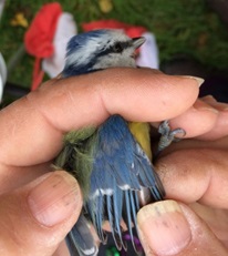 Blue Tit