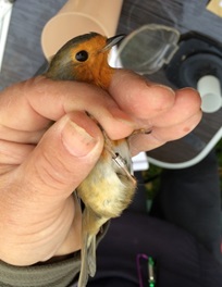 Robin
