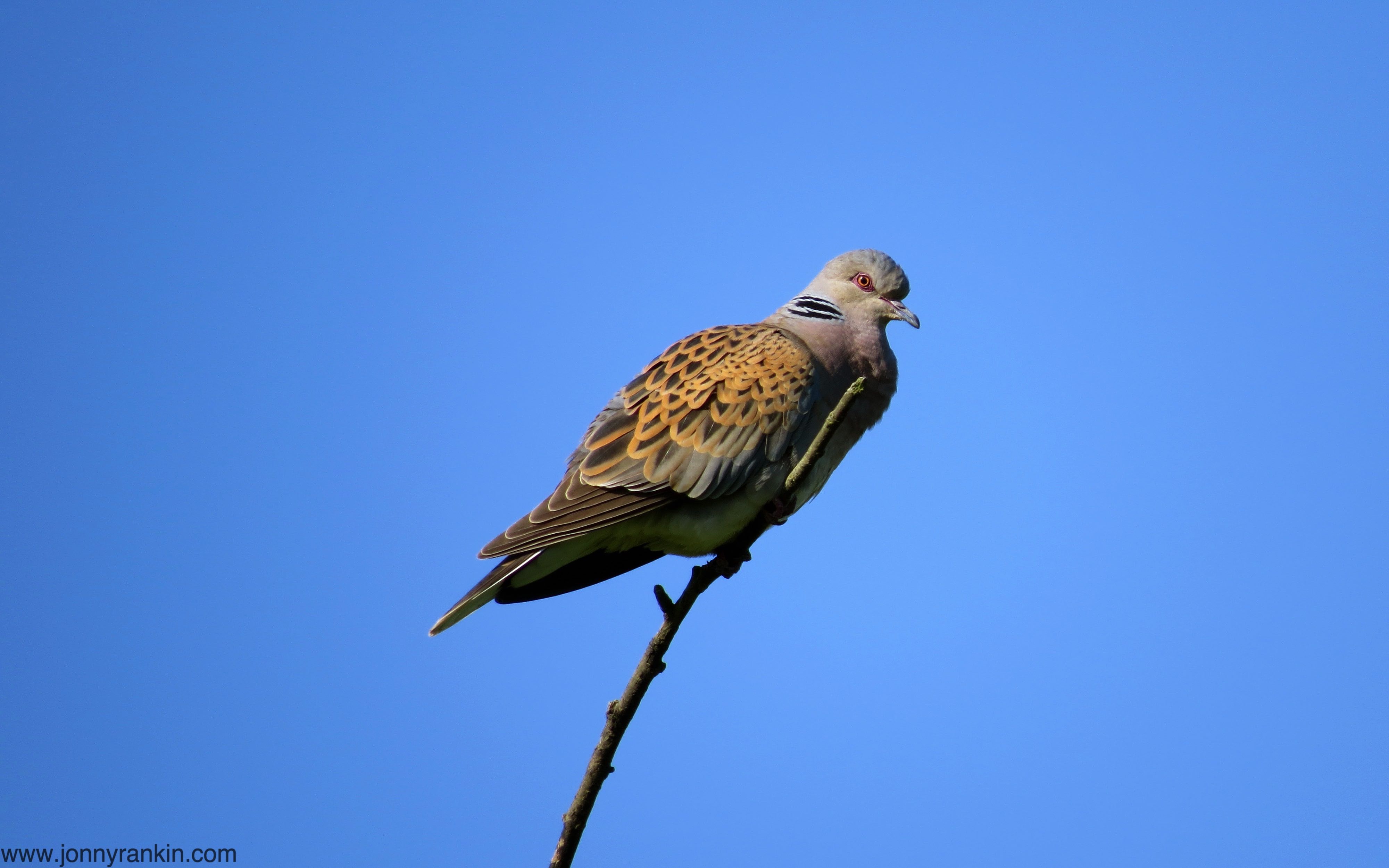Turtle dove