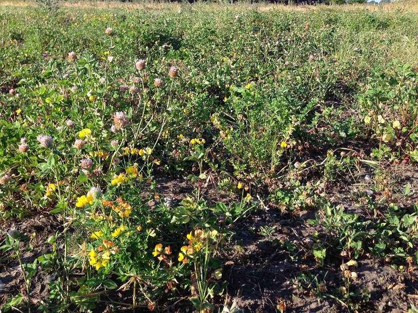 turtle dove seed mix