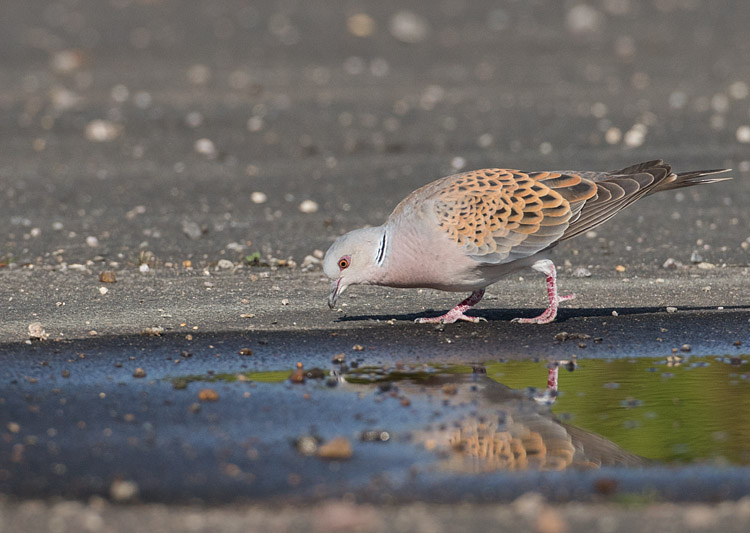 Turtle dove 2