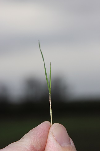 Black grass in fingers