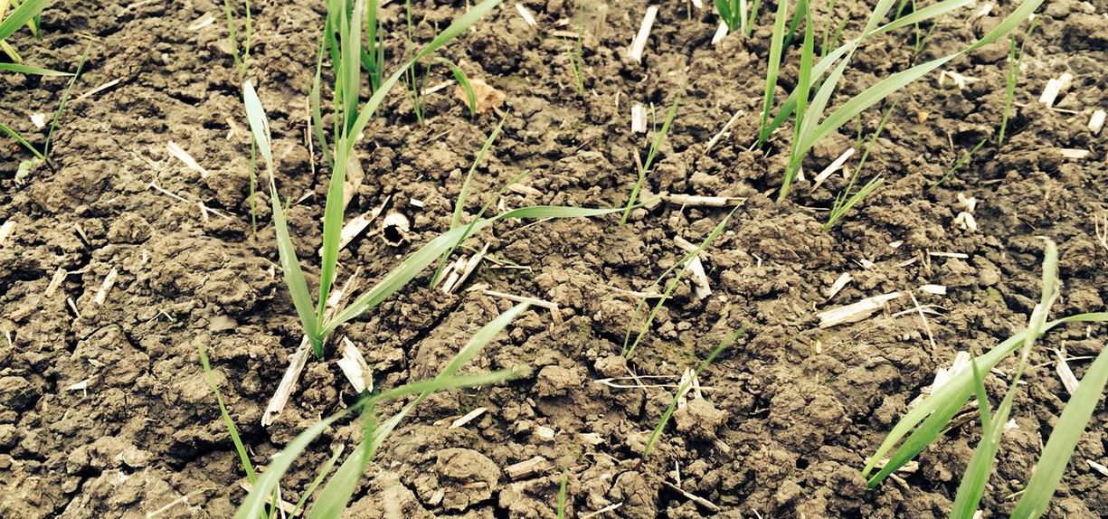 black-grass in soil