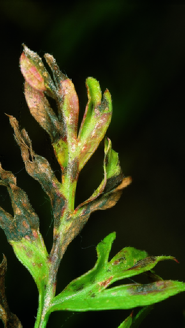 Alternaria leaf blight