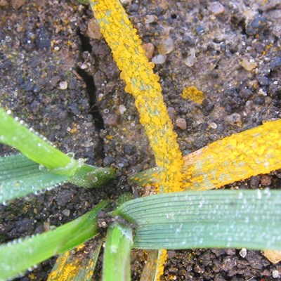 Yellow Rust Wht A5 Steve Wil Lib