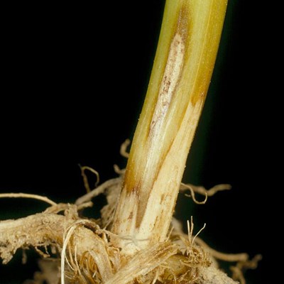 Sharp Eyespot On Wheat Stem Lib
