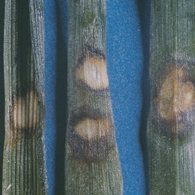 Snow Mould M Nivale Wht Cib