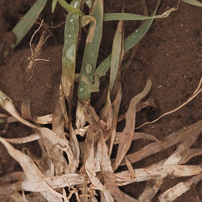 Snow Mould On Wheat Plants Cib