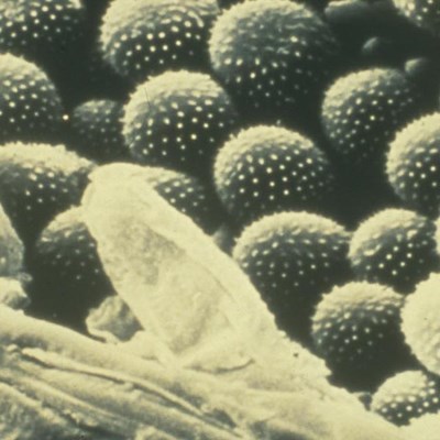 Yellow Rust Spore Production Lib