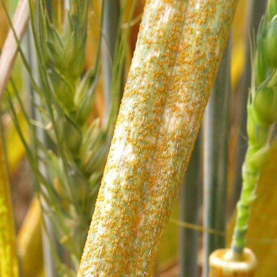 Yellow Rust Wheat A3 Claire Lin
