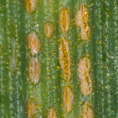Yellow Rust Wheat X6 A2 Lib