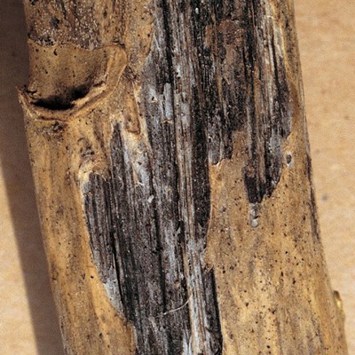 Verticillium Cib
